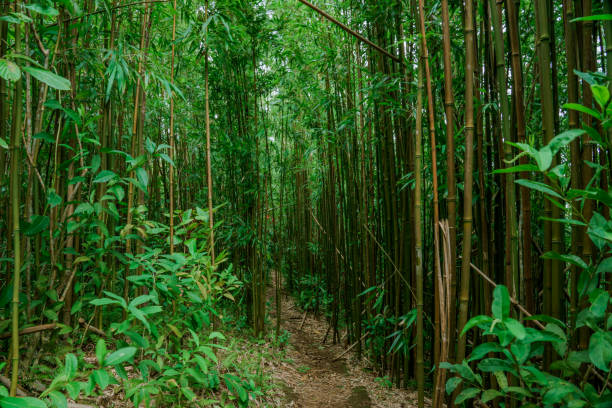 istock Bamboo forest, Puu Ohia Trail, Tantalus, Honolulu, Oahu, Hawaii 1316918279
