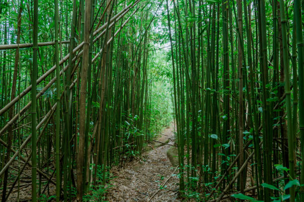 istock Bamboo forest, Puu Ohia Trail, Tantalus, Honolulu, Oahu, Hawaii 1316918297