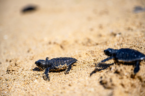 Group of baby turtles making it's way to ocean, Nikon Z7