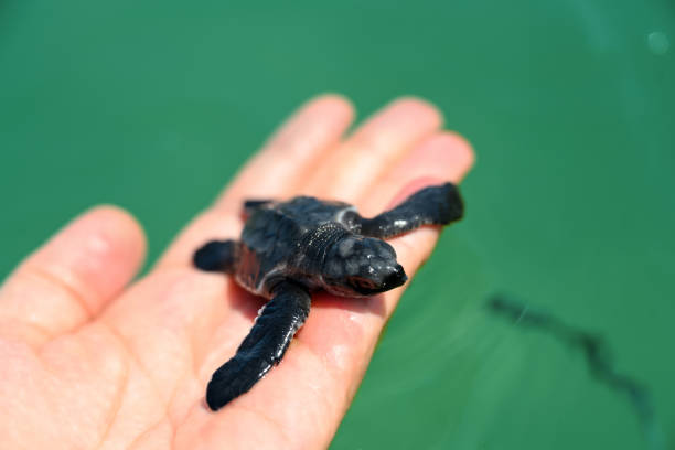 istock Holding baby turtle on palm 1316918798