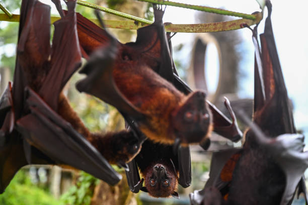 Hanging bats colony Close-up of a bat hanging upside down, Nikon Z7 flying fox photos stock pictures, royalty-free photos & images
