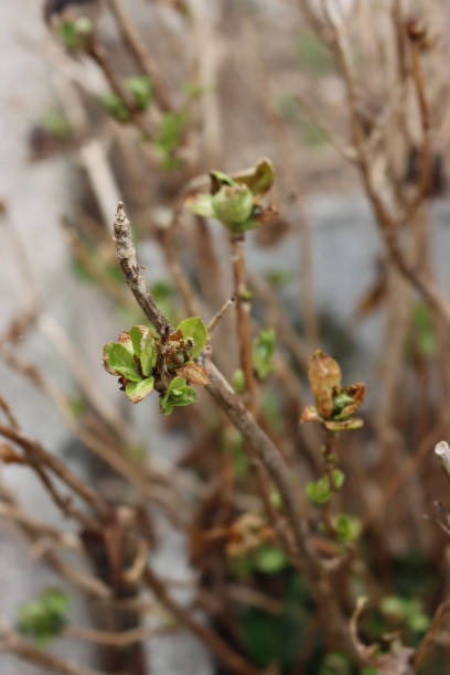 istock Hydrangea green new leaves damaged by frost 1316920062