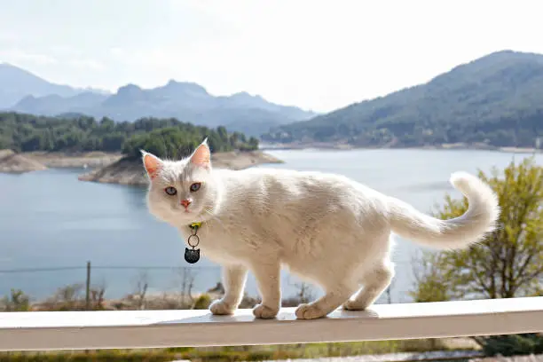 Beautiful white turkish angora cat balancing on the fence of lakehouse with an amazing mountain lake view. Adorable kitty playing outdoor. Close up, copy space, landscape background.