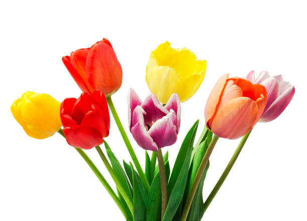 istock bouquet of tulips on a white background 1316921088