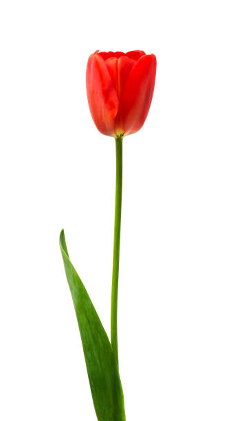 istock red tulips isolated on white background 1316921158