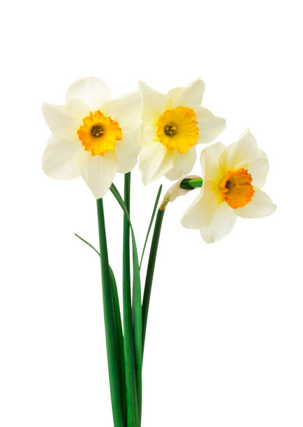fronteira floral da primavera, lindas flores frescas de daffodils, isoladas em fundo branco. foco seletivo - daffodil bouquet isolated on white petal - fotografias e filmes do acervo