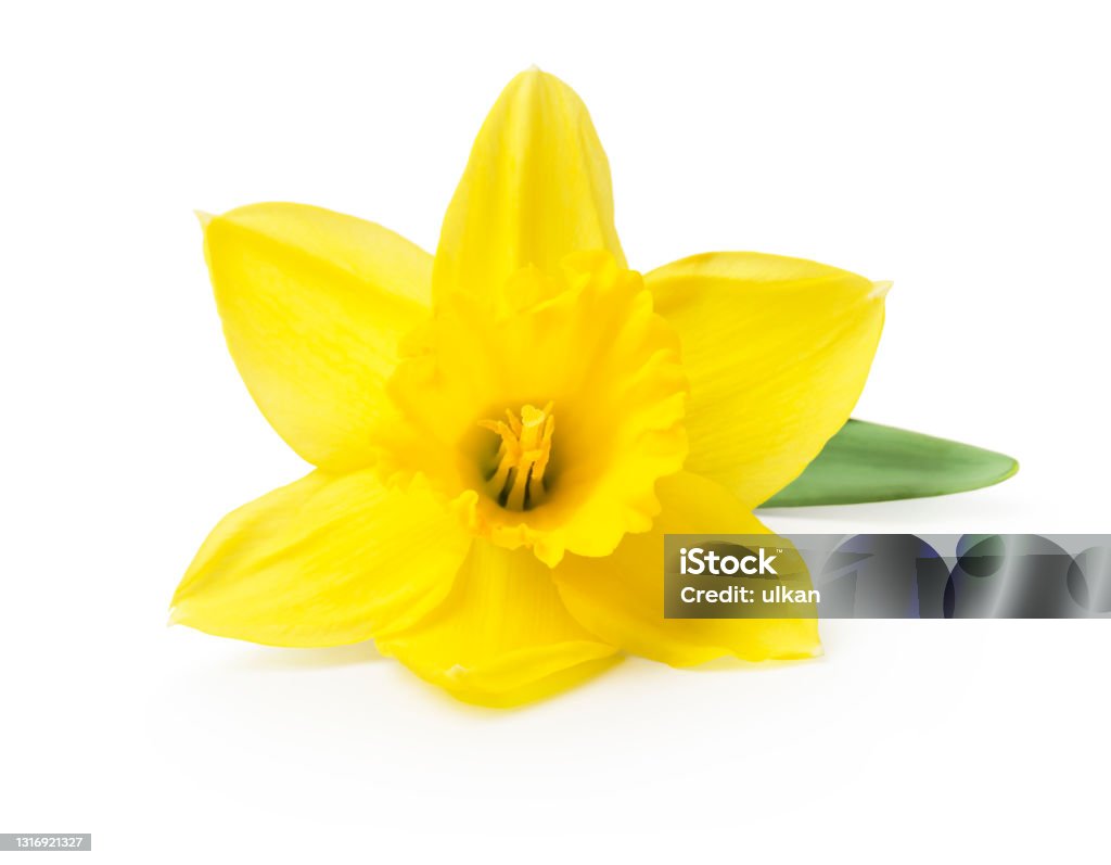 yellow daffodil isolated on a white background Daffodil Stock Photo