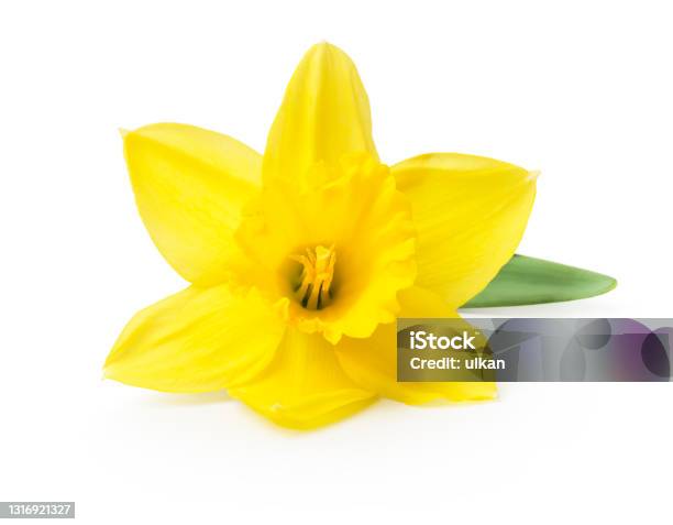 Yellow Daffodil Isolated On A White Background Stock Photo - Download Image Now - Daffodil, White Background, Single Object