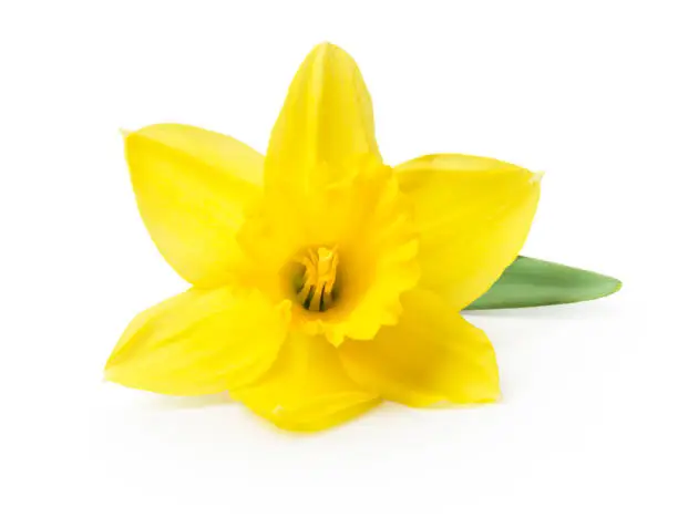 Photo of yellow daffodil isolated on a white background