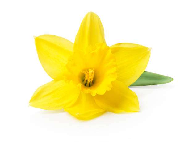 yellow daffodil isolated on a white background - leaf flower head bouquet daffodil imagens e fotografias de stock