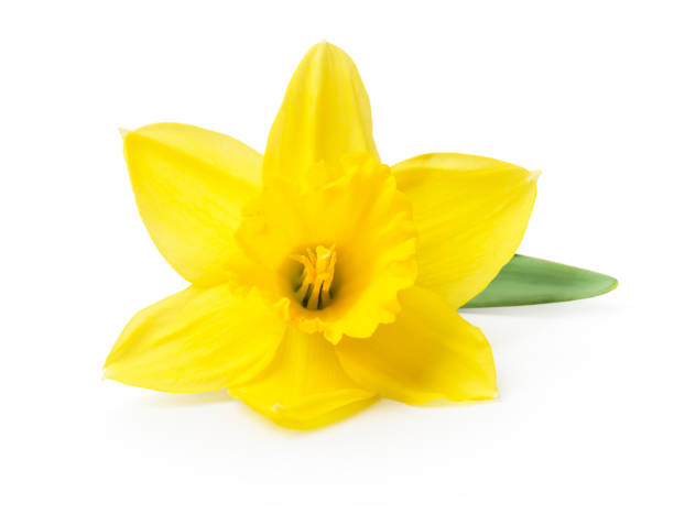 желтый нарцисс изолированы на белом фоне - daffodil стоковые фото и изображения