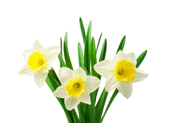 istock Spring floral border, beautiful fresh daffodils flowers, isolated on white background. Selective focus 1316921337