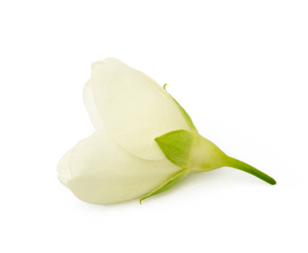 istock jasmine white flower isolated on white background 1316921362