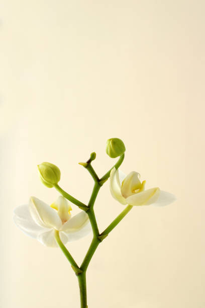 design  background with orchid and copy space