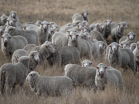 Horizontal landscape photo of a flock or herd of merino sheep in a grass paddock on a farm in NSW