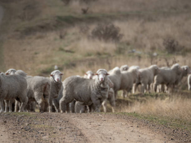 istock A Flock of Australian Merino Sheep 1316922527