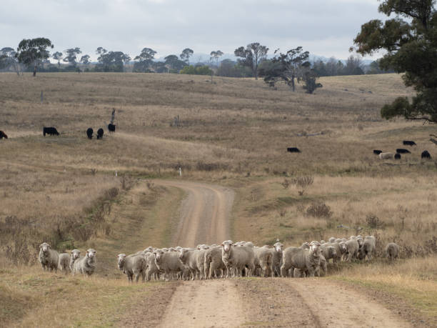 istock Flock of Australian Merino Sheep 1316922561