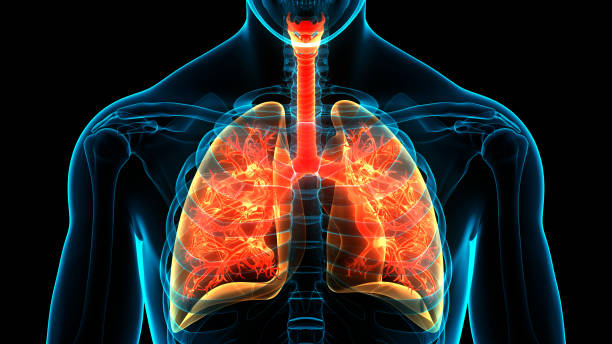istock Human Respiratory System Lungs Anatomy 1316923229