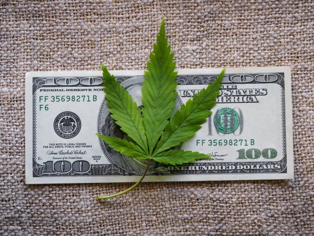 istock business hemp concept. cannabis cloth and dollars. 1316923527