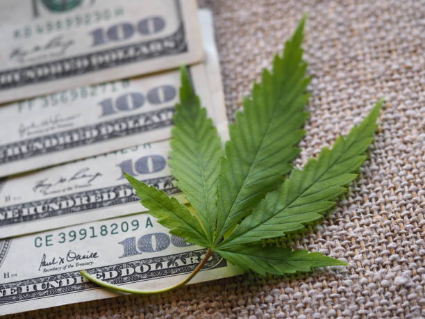 istock business hemp concept. cannabis cloth and dollars. 1316923532