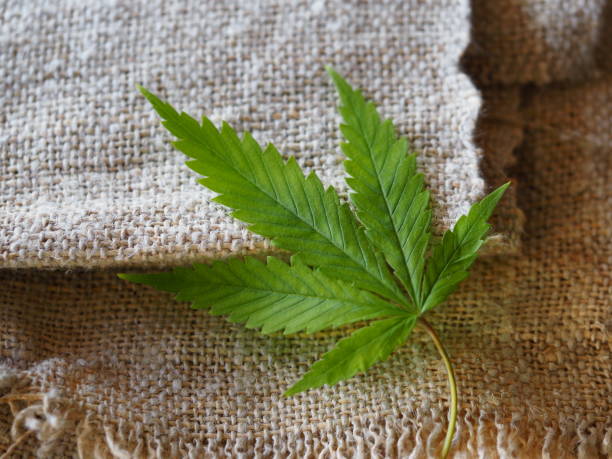 istock business hemp concept. cannabis cloth and dollars. 1316923540
