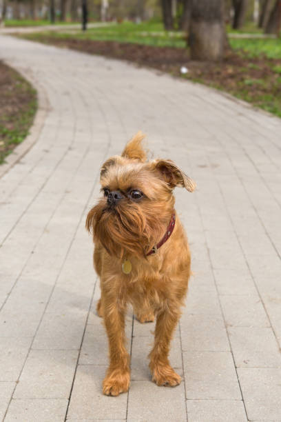 istock Dog of the Brussels Griffon 1316924325