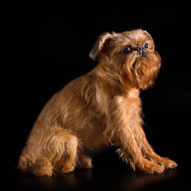 istock Portrait of the Brussels Griffon 1316924343