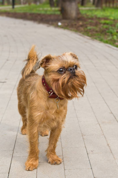 Dog of the Brussels Griffon
