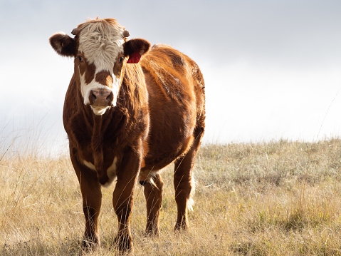 Horizontal closeup of a young male Red Angus steer on a farm in countryside NSW