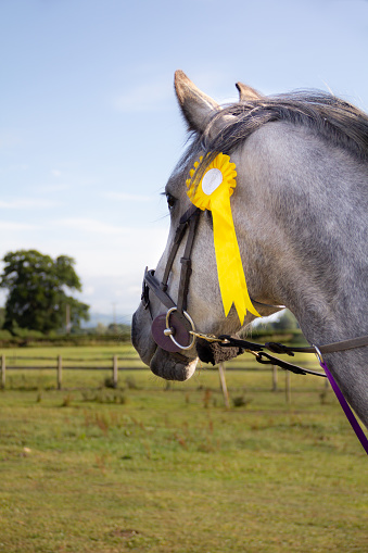Headshot of beautiful grey horse wearing a winners award rosette looking into the distance in the English countryside.