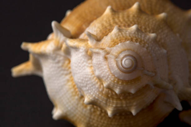 istock Close-up of spiral snail shell isolated on black background. 1316928574