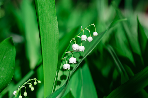White lily of the valley flowers in the forest in a glade in the rays of sunlight. Green meadow in the spring.