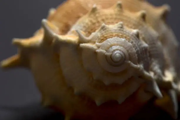 Close-up of spiral snail shell isolated on dark background. Backgrounds, wallpapers, sea creatures, vacation concepts. Horizontal shooting.