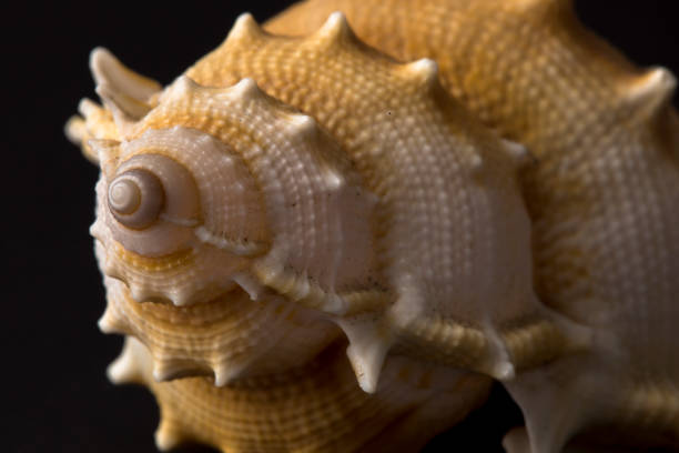 istock Close-up of spiral snail shell isolated on black background. 1316928924