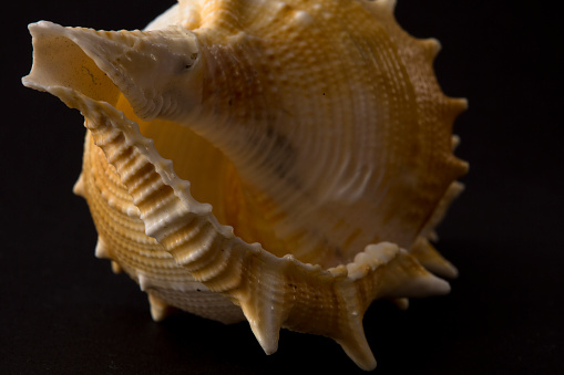 Close-up of spiral snail shell isolated on black background. Backgrounds, wallpapers, sea creatures, vacation concepts. Horizontal shooting.