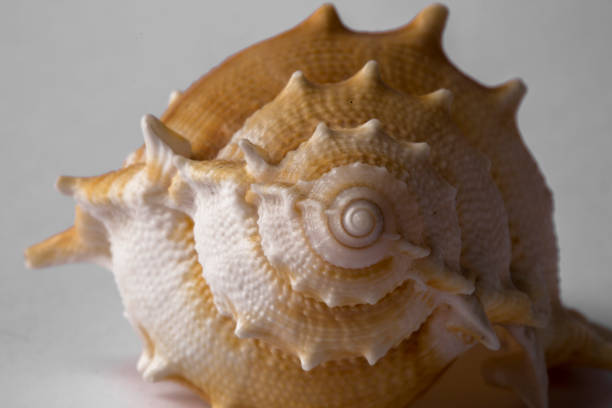 istock Close-up of spiral snail shell isolated on white background. 1316929674