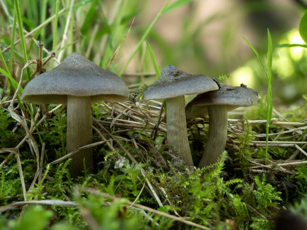 istock The Shield Pinkgill (Entoloma clypeatum) is an edible mushroom 1316929854