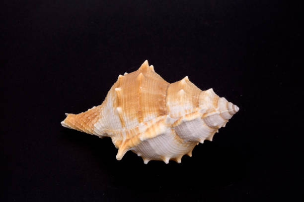 istock Close-up of spiral snail shell isolated on black background. 1316929861
