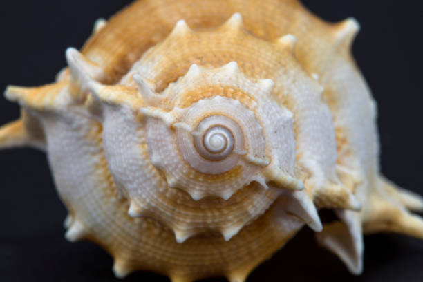 istock Close-up of spiral snail shell isolated on black background. 1316929939