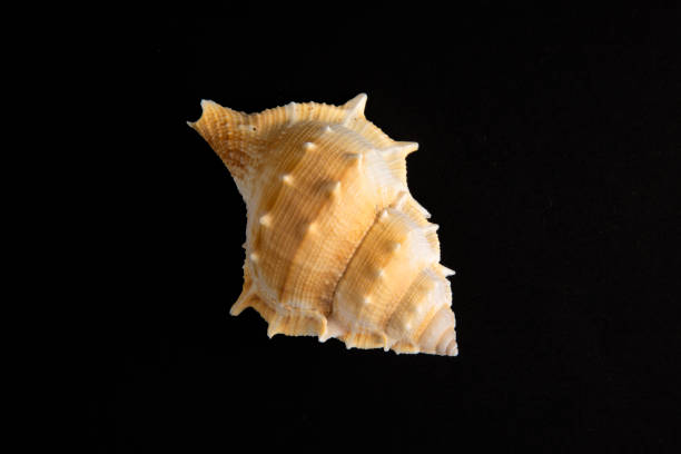 Close-up of spiral snail shell isolated on black background.