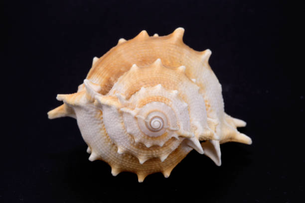 Close-up of spiral snail shell isolated on black background.