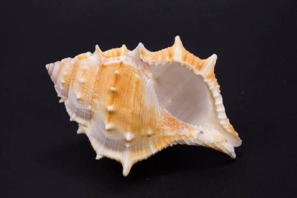 Close-up of spiral snail shell isolated on black background.