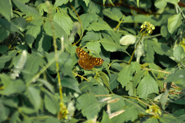 istock the butterfly rests waiting for the night 1316931690