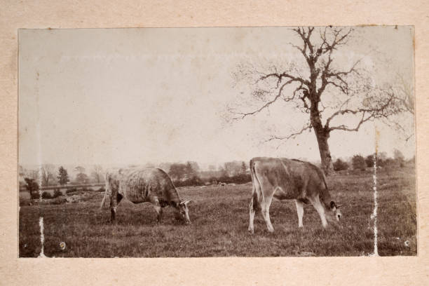 Original antique photograph of cows grazing in a field, 1890s, 19th Century Original antique photograph of cows grazing in a field, 1890s, 19th Century ranch photos stock pictures, royalty-free photos & images