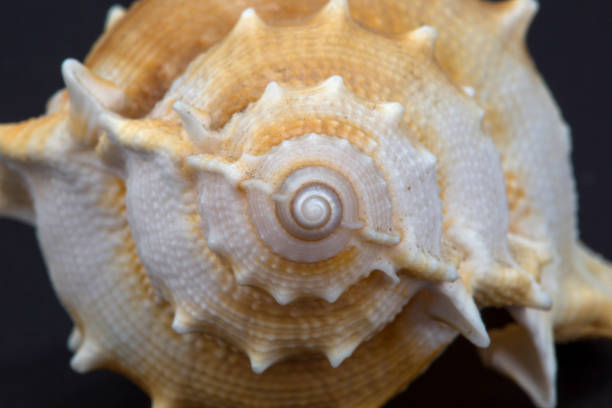 istock Texture of spiral sea snail shell, macro shot view. Horizontal close-up. 1316932173