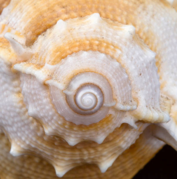 istock Texture of spiral sea snail shell, macro shot view. Square close-up. 1316932191
