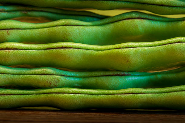neatly lined up beans create a pattern