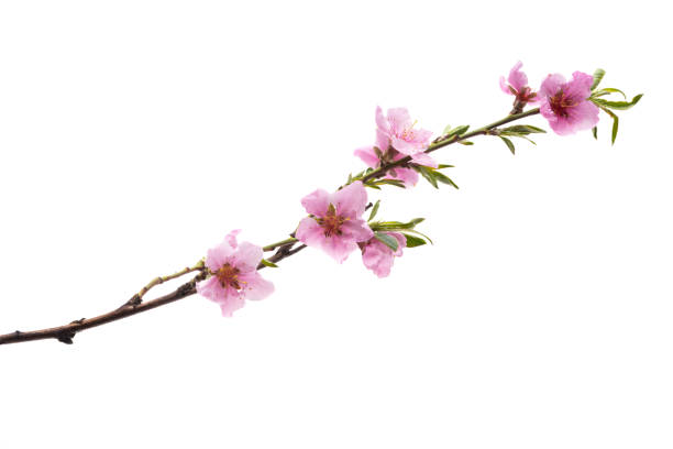 istock beautiful sakura flower isolated 1316933826