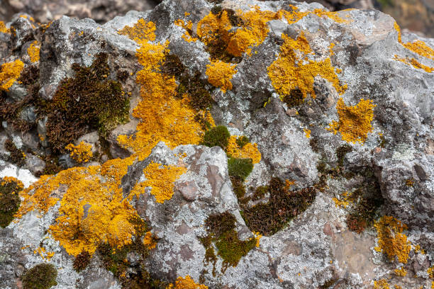 Background texture with yellow, green and gray moss with lichen on the stones. Horizontal image.