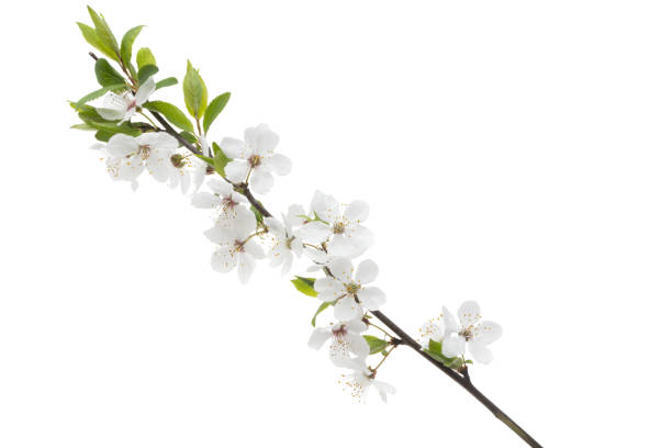 istock flowering branch of cherry isolated 1316934370